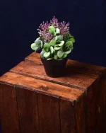 Black Succulent Plant